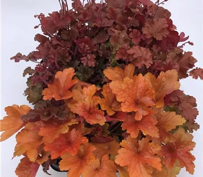 Garten-Silberglöckchen 'Palace Purple' Garten-Silberglöckchen 'Palace Purple'