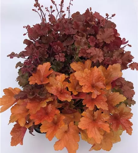 Garten-Silberglöckchen 'Palace Purple'