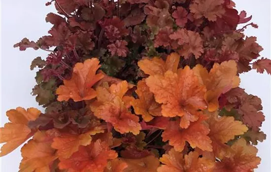 Garten-Silberglöckchen 'Palace Purple' Garten-Silberglöckchen 'Palace Purple'