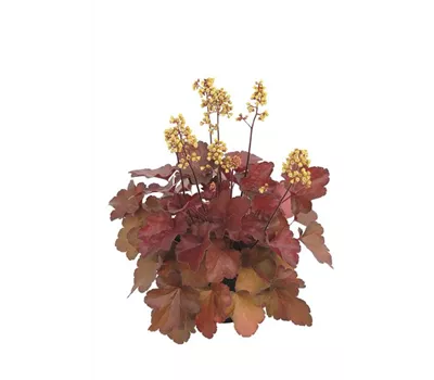 Purpurglöckchen 'Blondie'