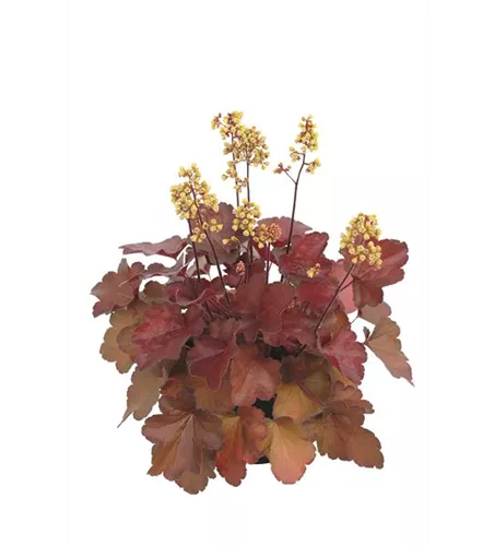 Purpurglöckchen 'Blondie'