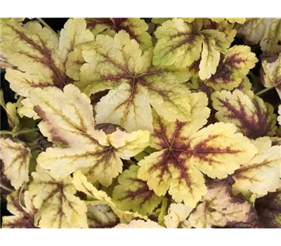 Gelblaubiges Purpurglöckchen Gelblaubiges Purpurglöckchen