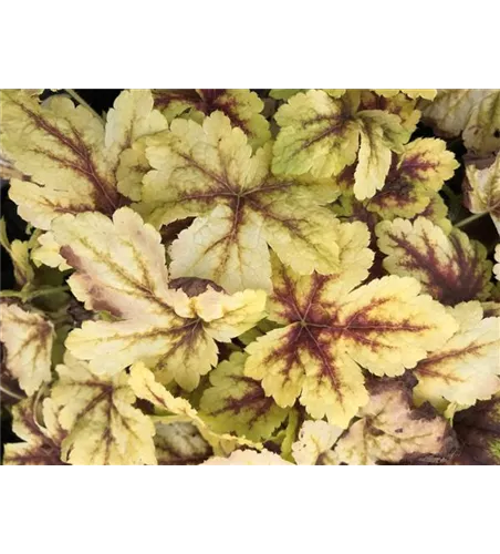 Gelblaubiges Purpurglöckchen