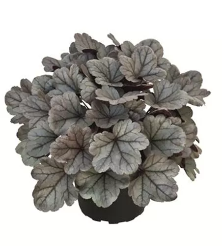 Purpurglöckchen 'Silver Gumdrop'