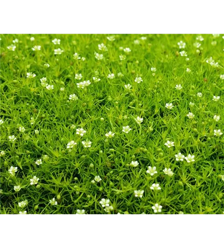 Sternmoos 'Scotch Moss'