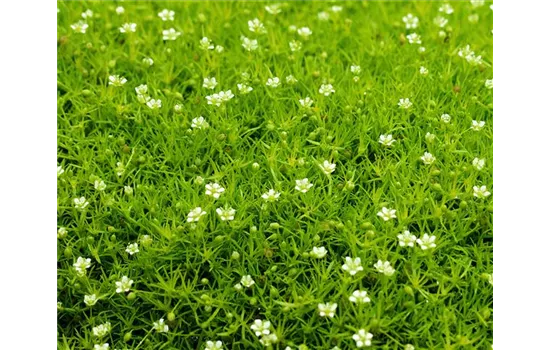 Sternmoos 'Scotch Moss' Sternmoos 'Scotch Moss'