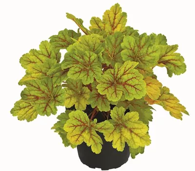 Garten-Purpurglöckchen 'Electra'® Garten-Purpurglöckchen 'Electra'®