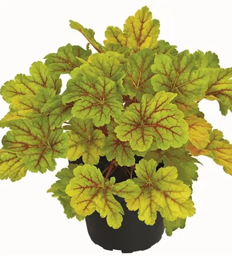 Garten-Purpurglöckchen 'Electra'®