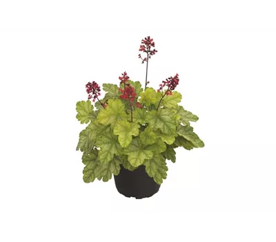 Grünlaubiges Purpurglöckchen Grünlaubiges Purpurglöckchen