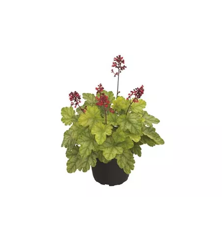 Grünlaubiges Purpurglöckchen