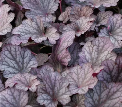 Purpurglöckchen Purpurglöckchen