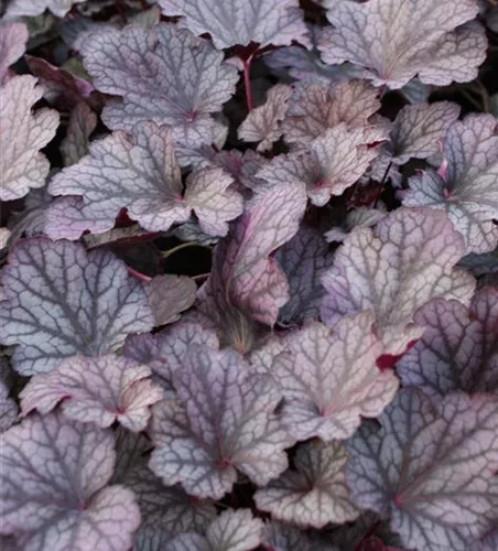 Purpurglöckchen Purpurglöckchen