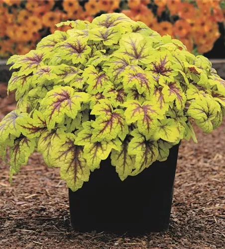 Purpurglöckchen 'Stoplight'