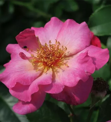 Strauchrose 'Tourmaline'®