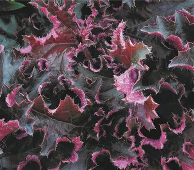 Garten-Silberglöckchen Garten-Silberglöckchen