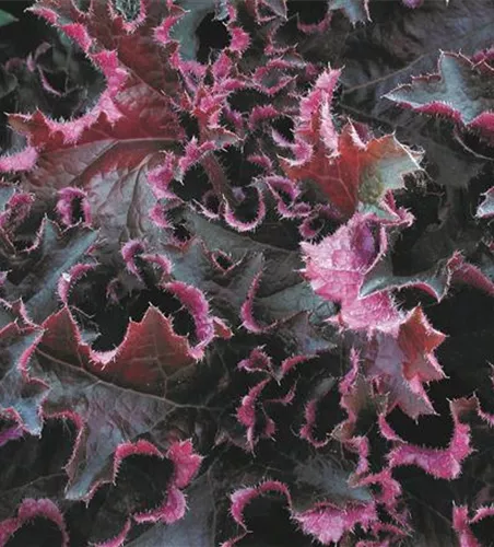 Garten-Silberglöckchen