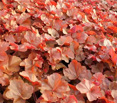 Purpurglöckchen Purpurglöckchen