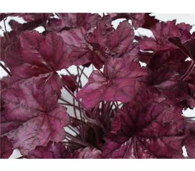 Purpurglöckchen Purpurglöckchen