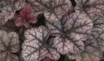 Heuchera 'Little Prince'