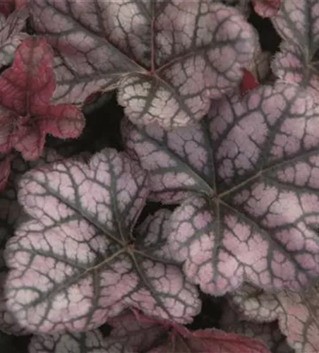 Purpurglöckchen 'Little Prince' Purpurglöckchen 'Little Prince'