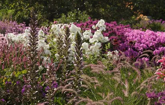 Bärentatze 'Morning Candle' Bärentatze 'Morning Candle'