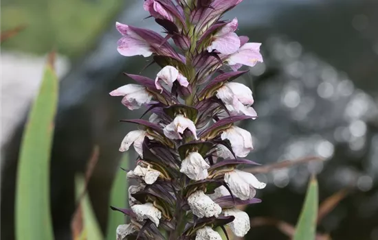 Dornige Bärentatze Dornige Bärentatze