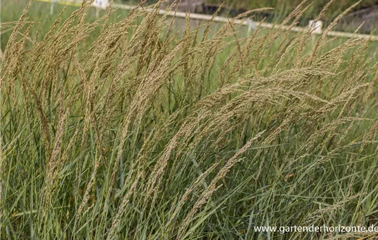 Amerikanischer Strandhafer Amerikanischer Strandhafer
