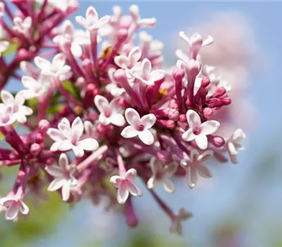 Syringa 'Redwine' Syringa 'Redwine'