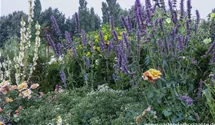 Agastache rugosa 'Serpentine'