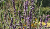 Agastache rugosa 'Serpentine'