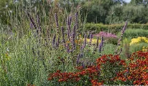 Agastache rugosa 'Serpentine'