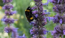 Agastache rugosa 'Serpentine'