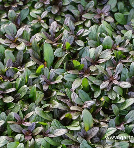 Rotblättriger Garten-Günsel 'Chocolate Chip' Rotblättriger Garten-Günsel 'Chocolate Chip'