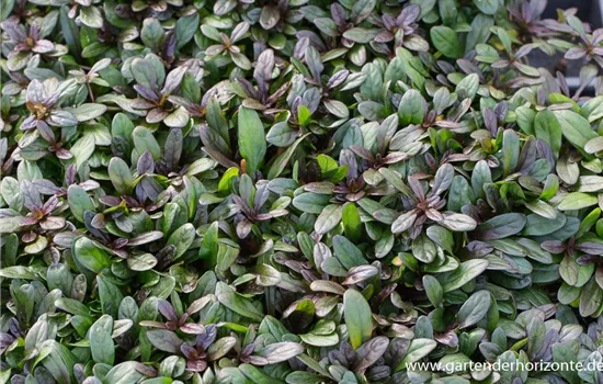 Rotblättriger Garten-Günsel 'Chocolate Chip' Rotblättriger Garten-Günsel 'Chocolate Chip'