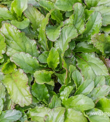 Kriechender Günsel Kriechender Günsel