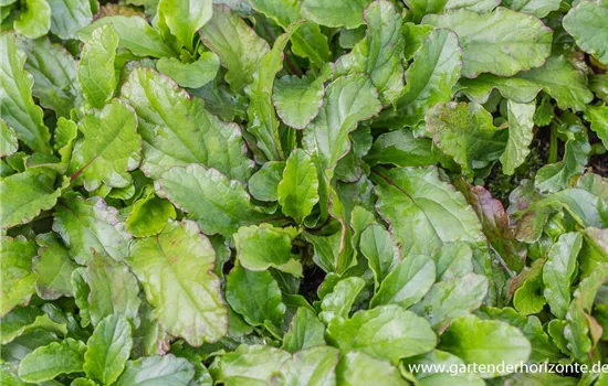 Kriechender Günsel Kriechender Günsel