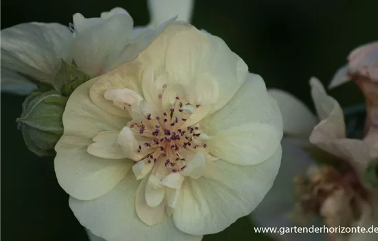 Bastardmalve 'Parkallee' Bastardmalve 'Parkallee'