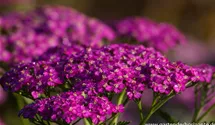 Achillea millefolium 'Pretty Belinda'®