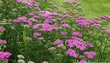 Achillea millefolium 'Pretty Belinda'®
