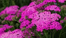 Achillea millefolium 'Pretty Belinda'®