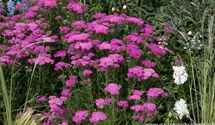 Achillea millefolium 'Pretty Belinda'®
