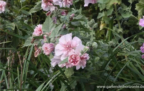 Bastardmalve 'Parkrondell' Bastardmalve 'Parkrondell'