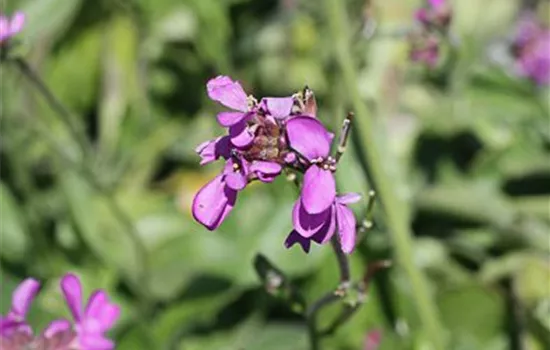 Garten-Gänsekresse 'Little Treasure Rose' Garten-Gänsekresse 'Little Treasure Rose'