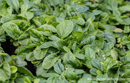 Weißblühender Garten-Günsel 'Alba' Weißblühender Garten-Günsel 'Alba'