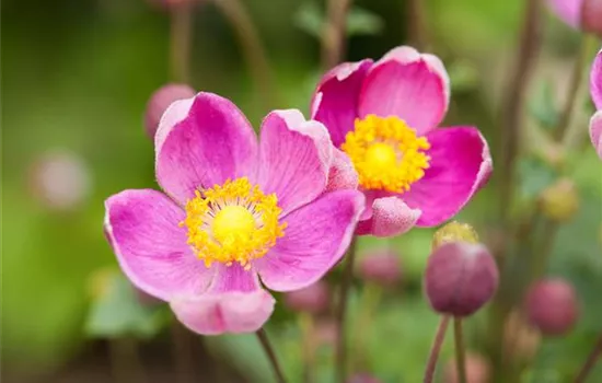 China-Herbst-Anemone 'Praecox' China-Herbst-Anemone 'Praecox'
