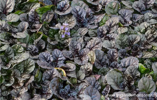 Garten-Günsel 'Black Scallop'® Garten-Günsel 'Black Scallop'®