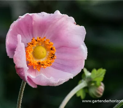 Garten-Herbst-Anemone 'September Charm' Garten-Herbst-Anemone 'September Charm'