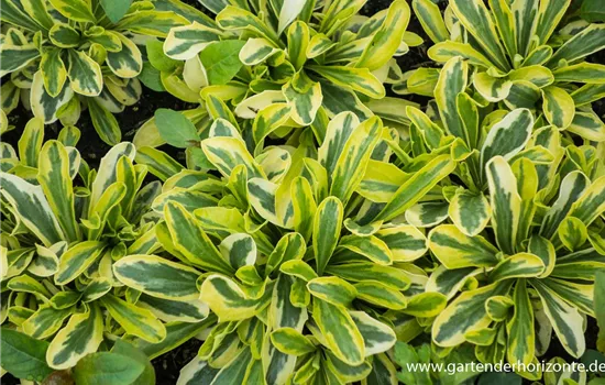 Kleine Garten-Gänsekresse 'Old Gold' Kleine Garten-Gänsekresse 'Old Gold'