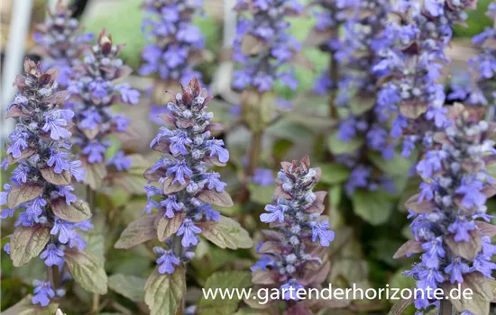 Rotblättriger Garten-Günsel 'Braunherz' Rotblättriger Garten-Günsel 'Braunherz'