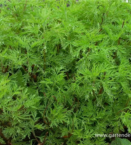 Coca-Cola-Strauch Coca-Cola-Strauch